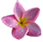 pink and yellow plumeria